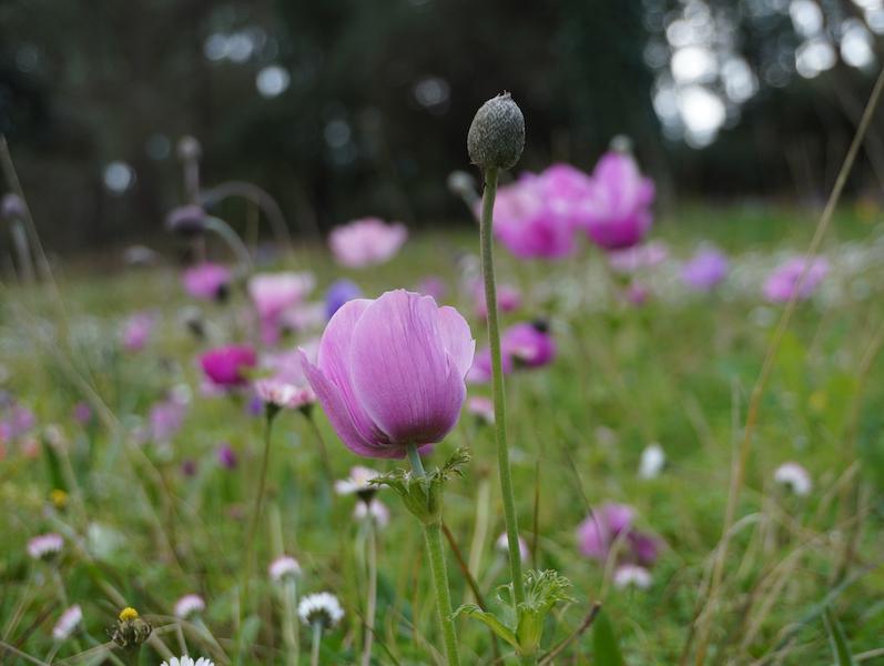 Quelques images de l'ancien lac. Quelques images de l'ancien lac.