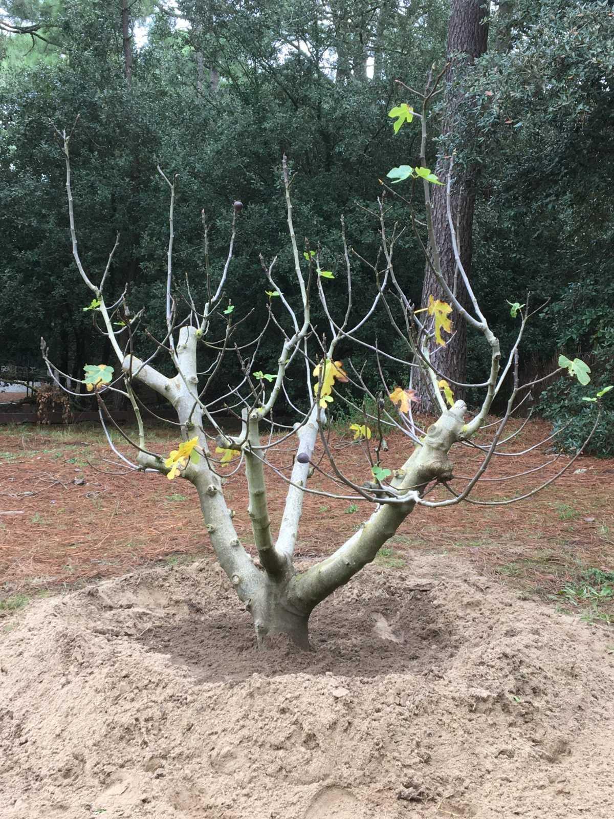 Un figuier offert par un propriétaire ! Un figuier offert par un propriétaire !