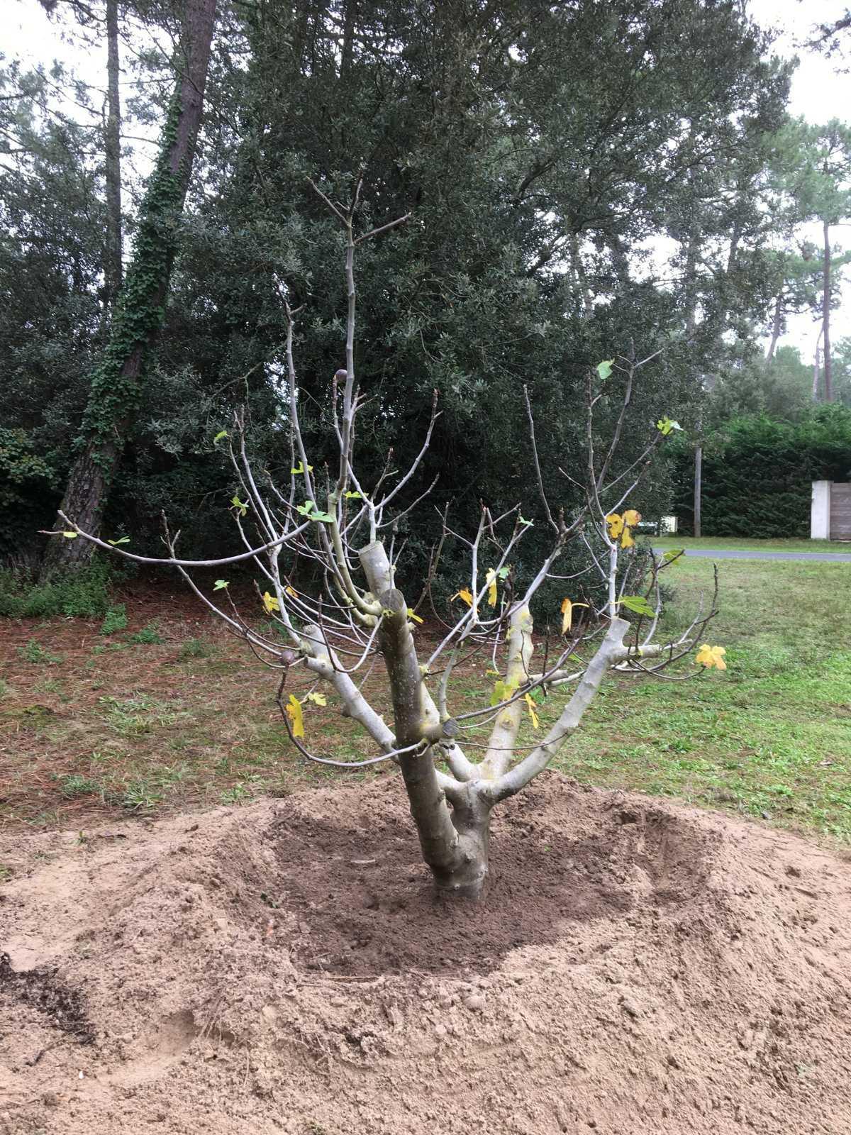 Un figuier offert par un propriétaire ! Un figuier offert par un propriétaire !