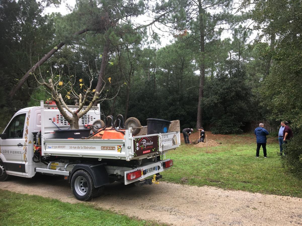 Un figuier offert par un propriétaire ! Un figuier offert par un propriétaire !