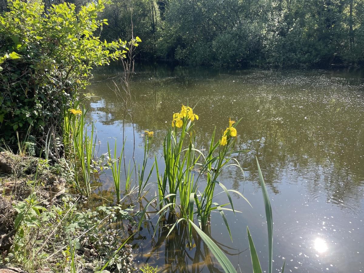 Le Lac des Saules en photos