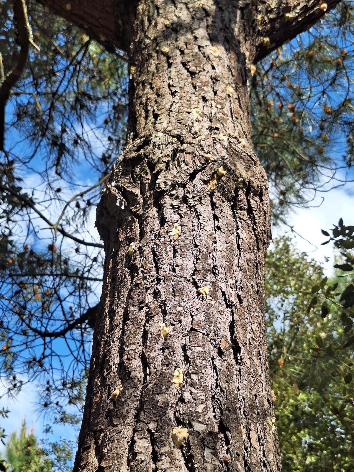 Les Scolytes : une menace pour le Parc