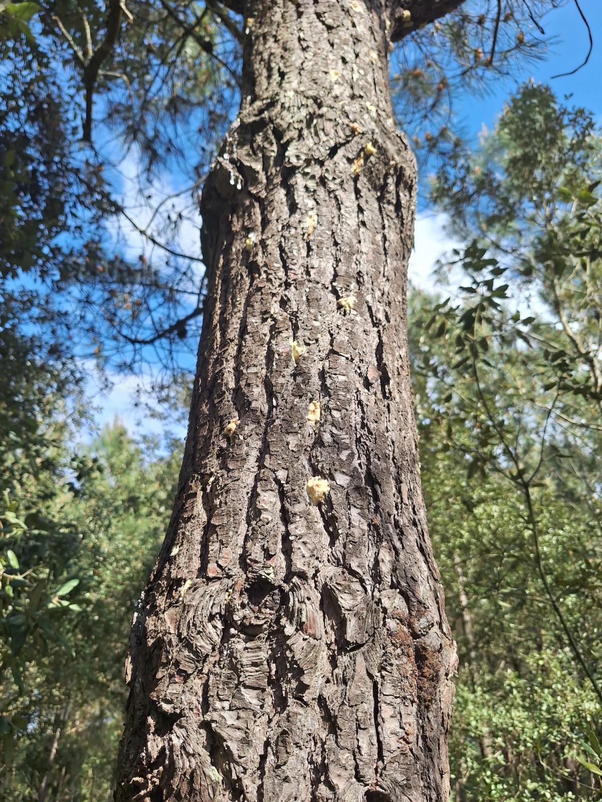 Les Scolytes : une menace pour le Parc