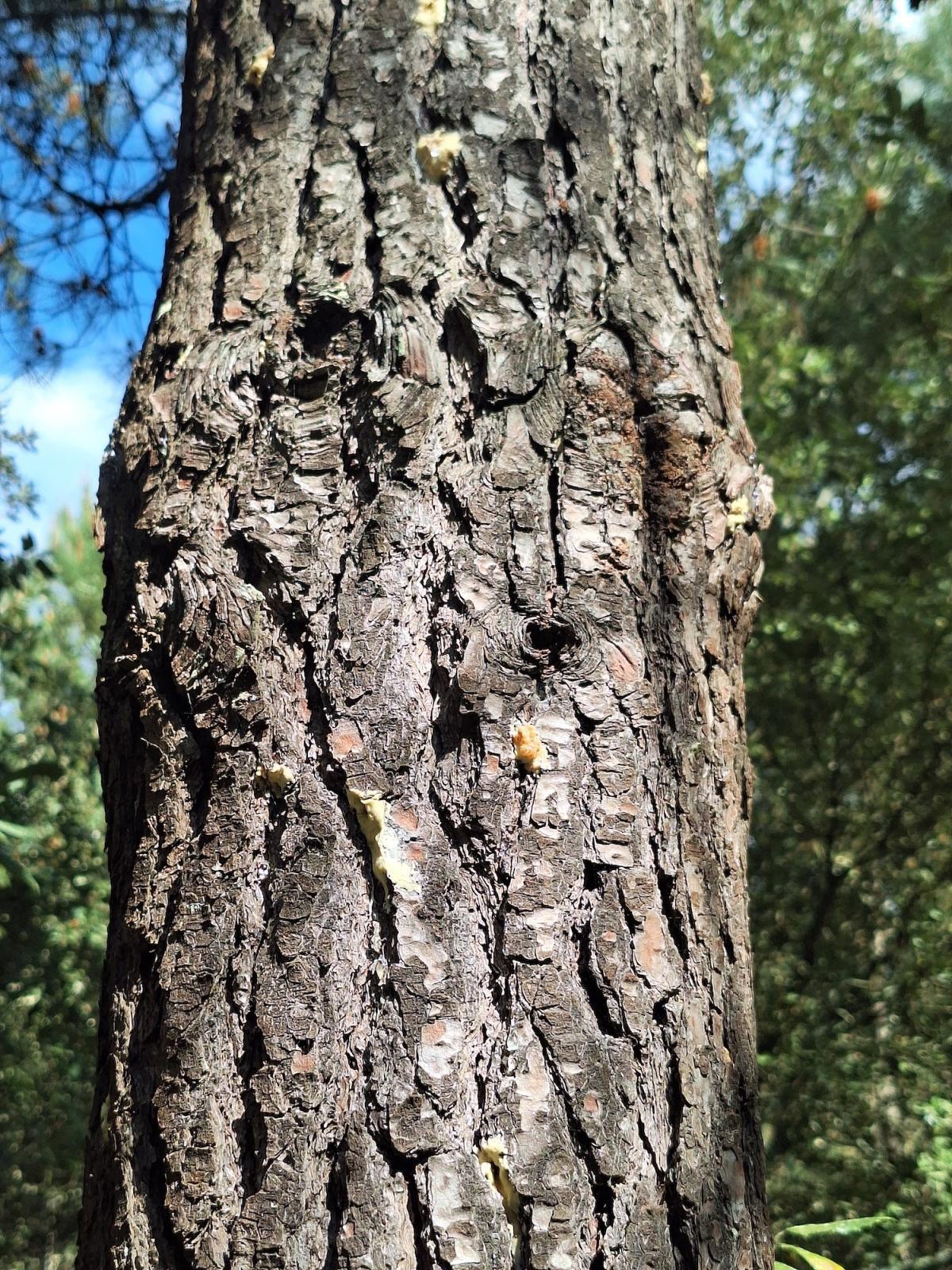 Les Scolytes : une menace pour le Parc Les Scolytes : une menace pour le Parc