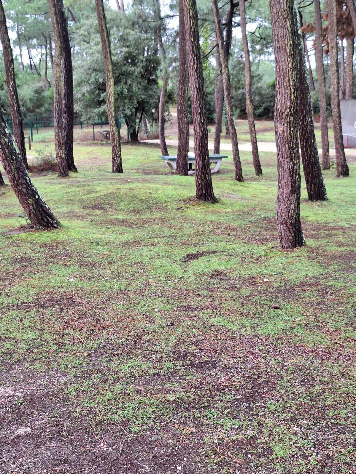 Pendant l'hiver, on bichonne les abords du Club.