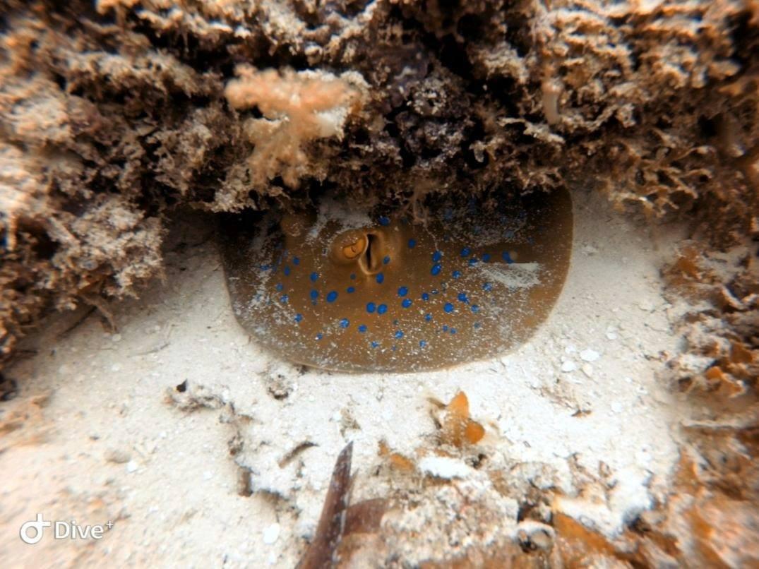 Big Ocean Divers Big Ocean Divers