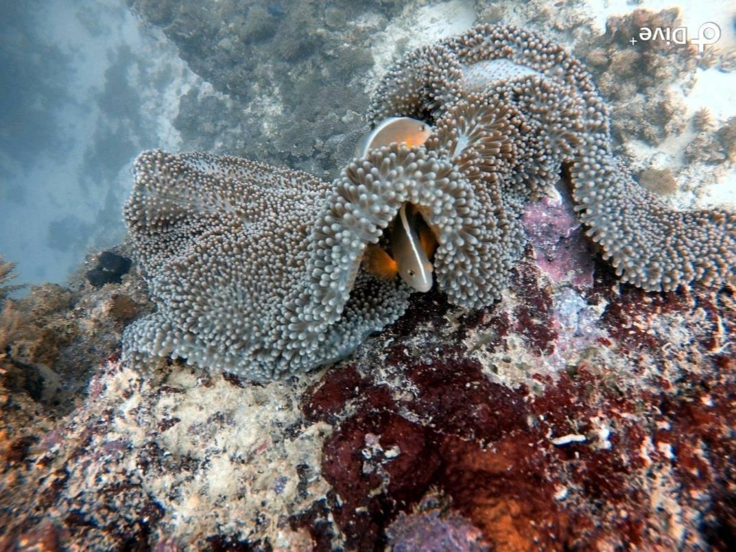 Big Ocean Divers Big Ocean Divers