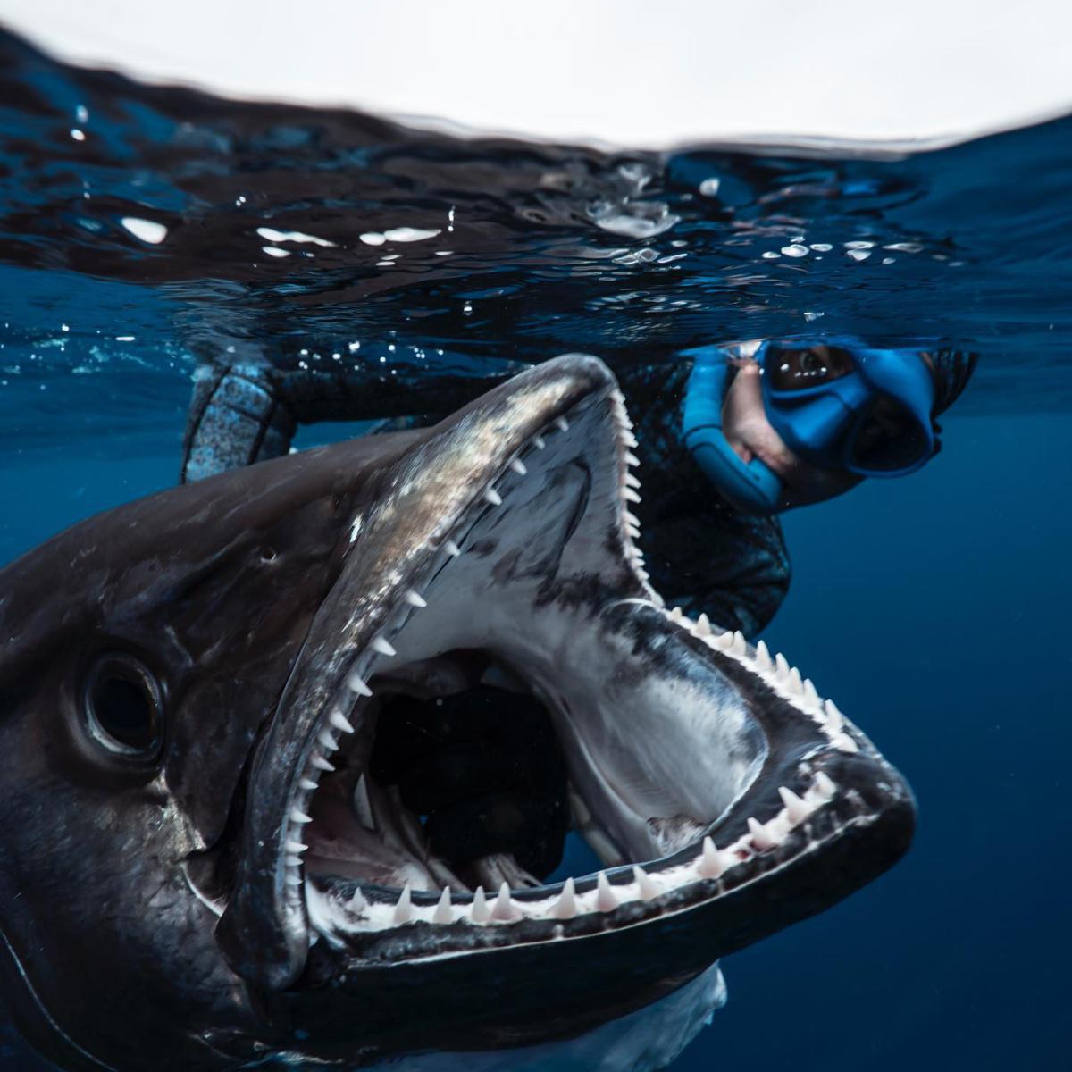 Extreme Blue Water Spearfishing Extreme Blue Water Spearfishing