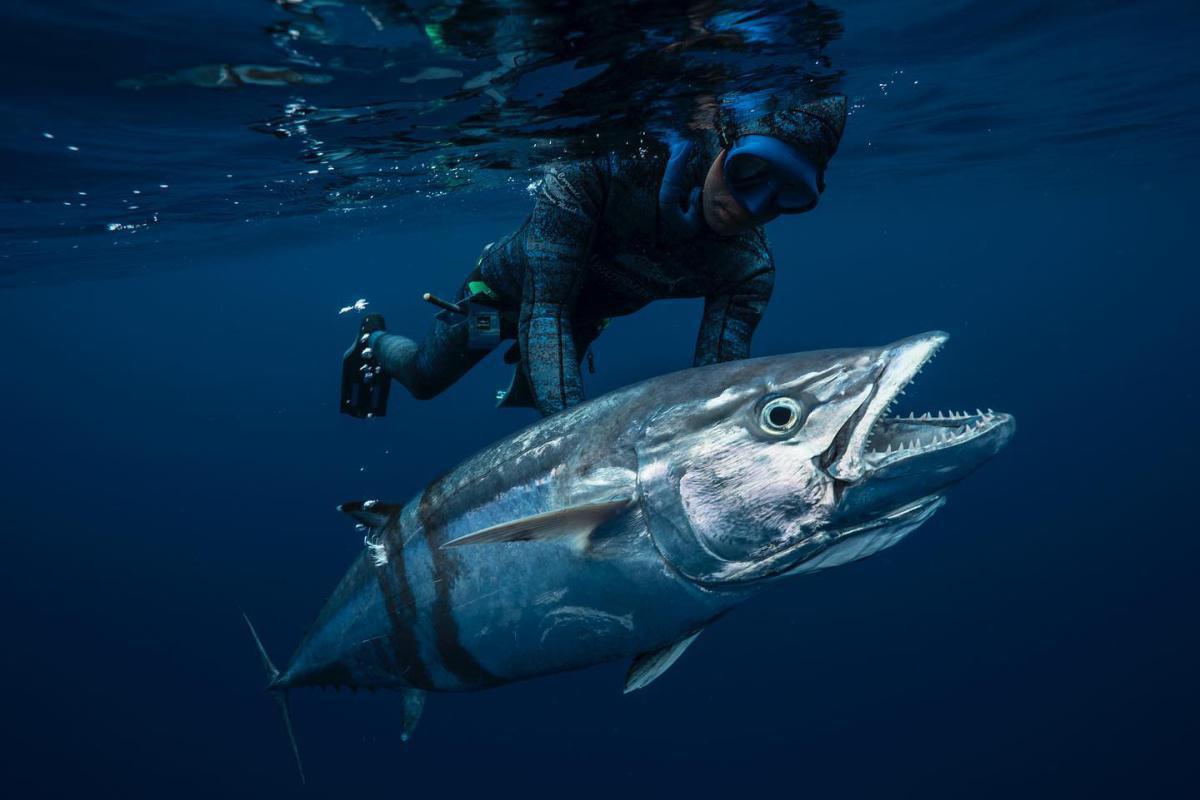 Extreme Blue Water Spearfishing Extreme Blue Water Spearfishing