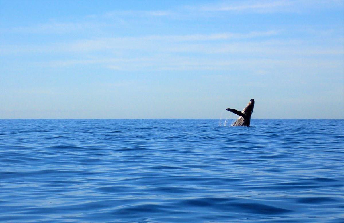 Scuba Caribe - Diving & Water Sports Scuba Caribe - Diving & Water Sports