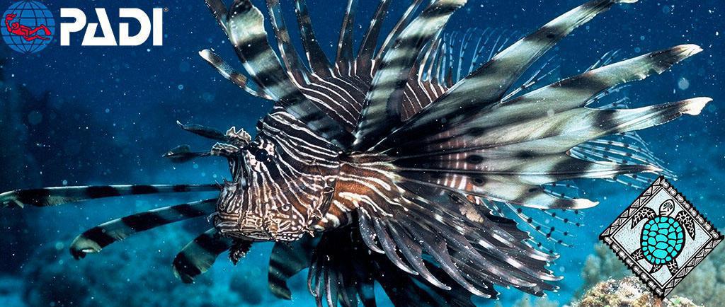 East Africa Diving East Africa Diving