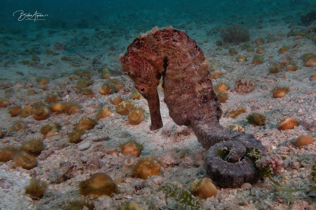 Spanish Dancer Divers Spanish Dancer Divers