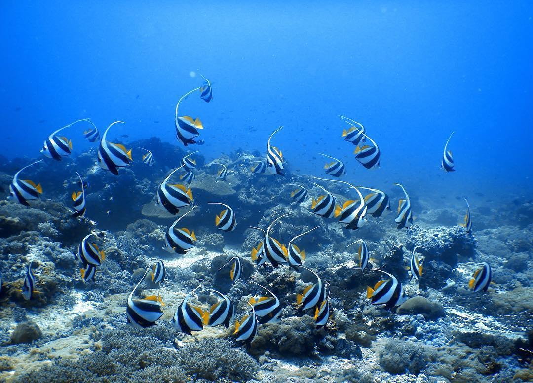 Spanish Dancer Divers Spanish Dancer Divers