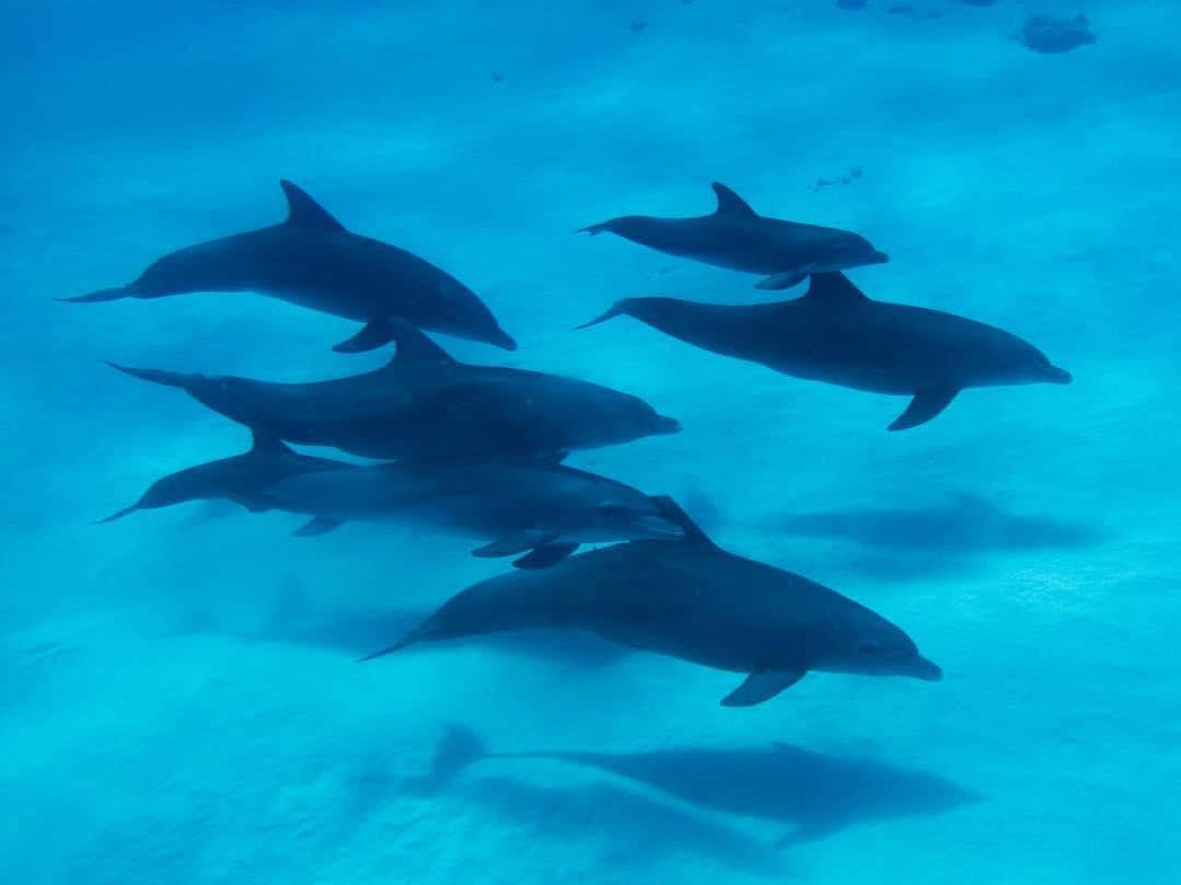 Spanish Dancer Divers Spanish Dancer Divers