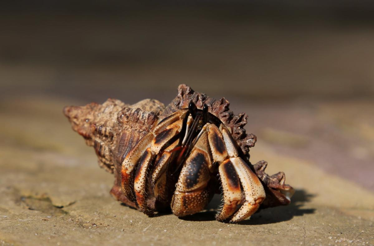 Fumba Beach Lodge Fumba Beach Lodge