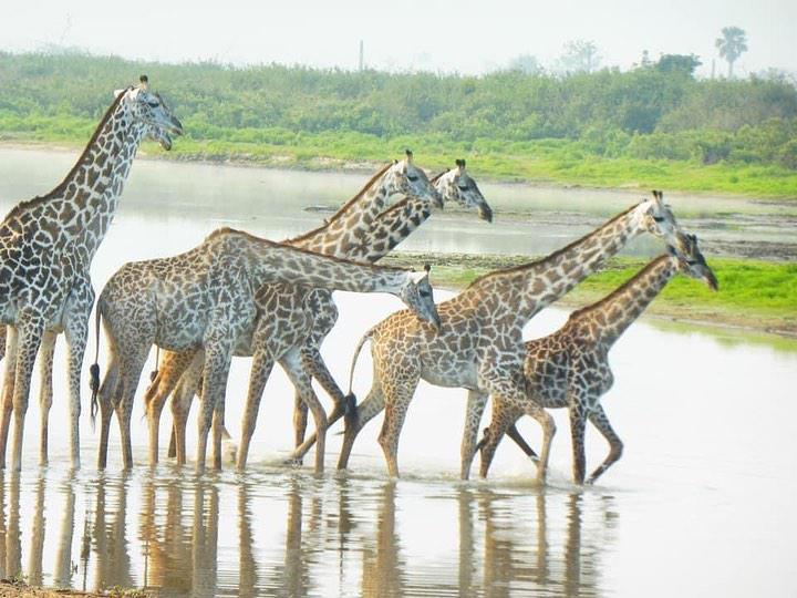 Budget Safari Zanzibar Budget Safari Zanzibar