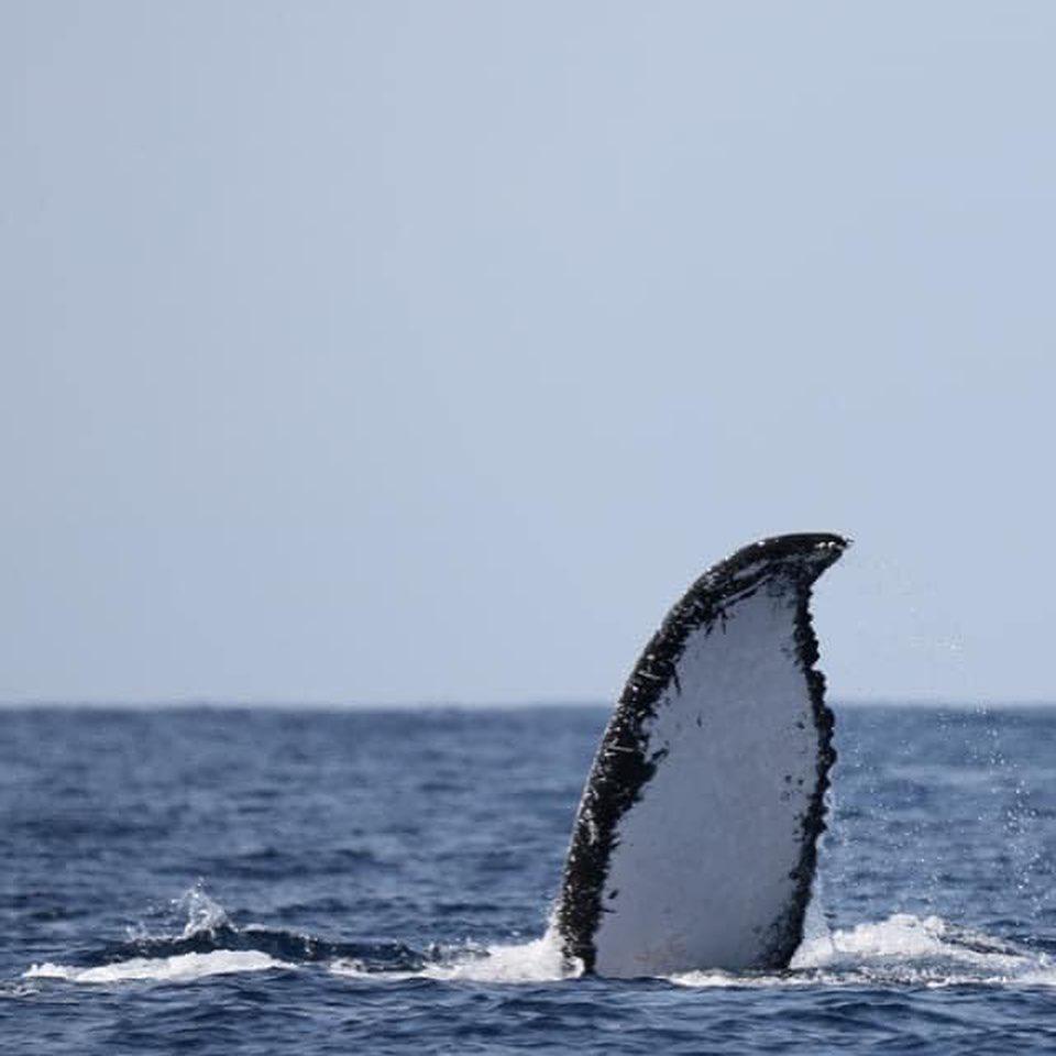 Budget Safari Zanzibar Budget Safari Zanzibar