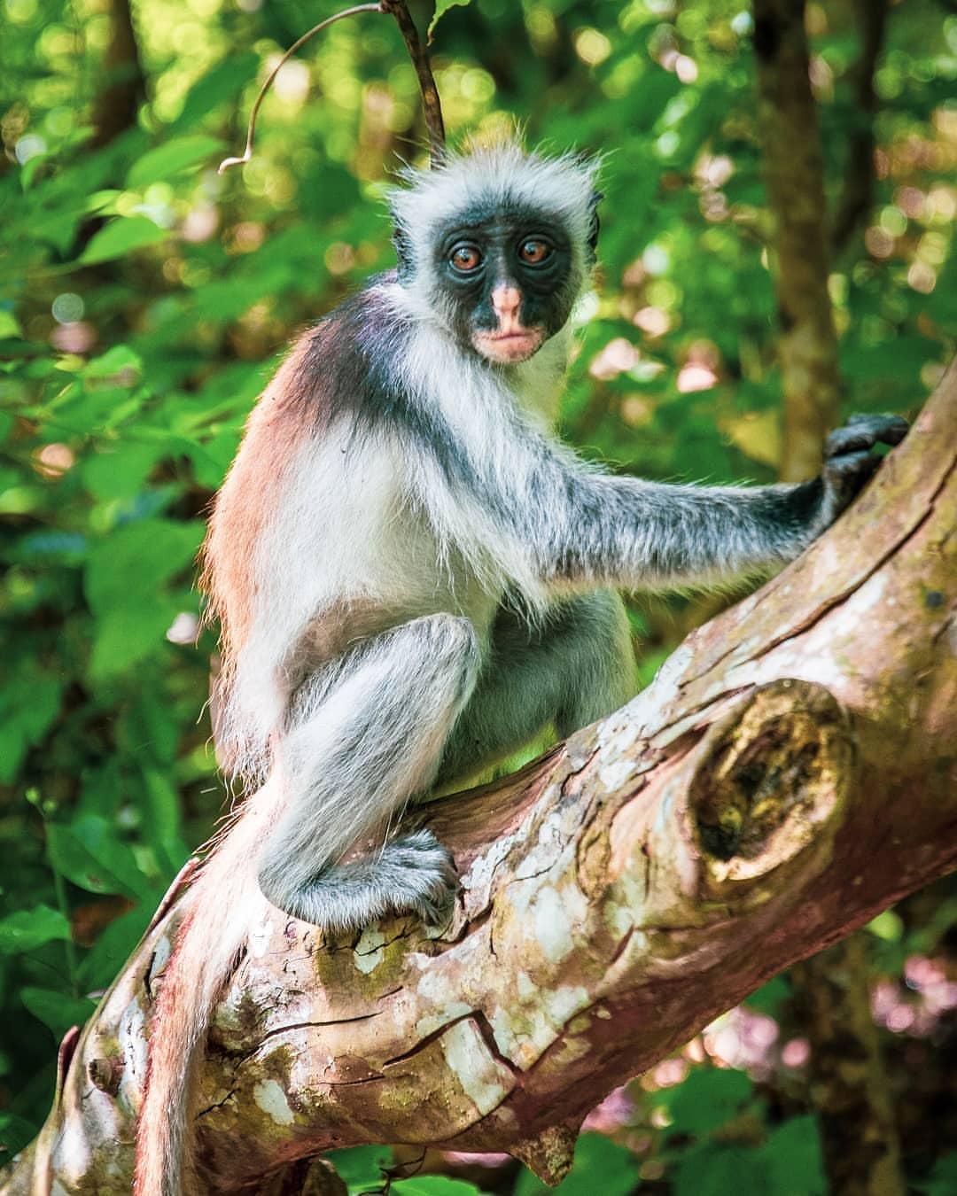 Budget Safari Zanzibar Budget Safari Zanzibar