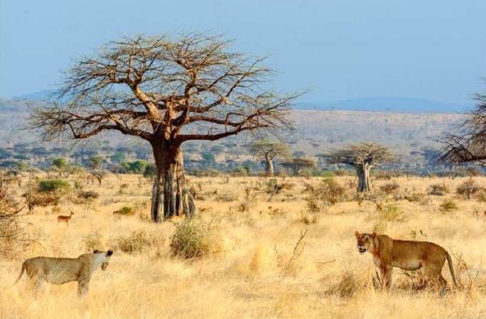 2 Day Safari: Tarangire National Park 2 Day Safari: Tarangire National Park