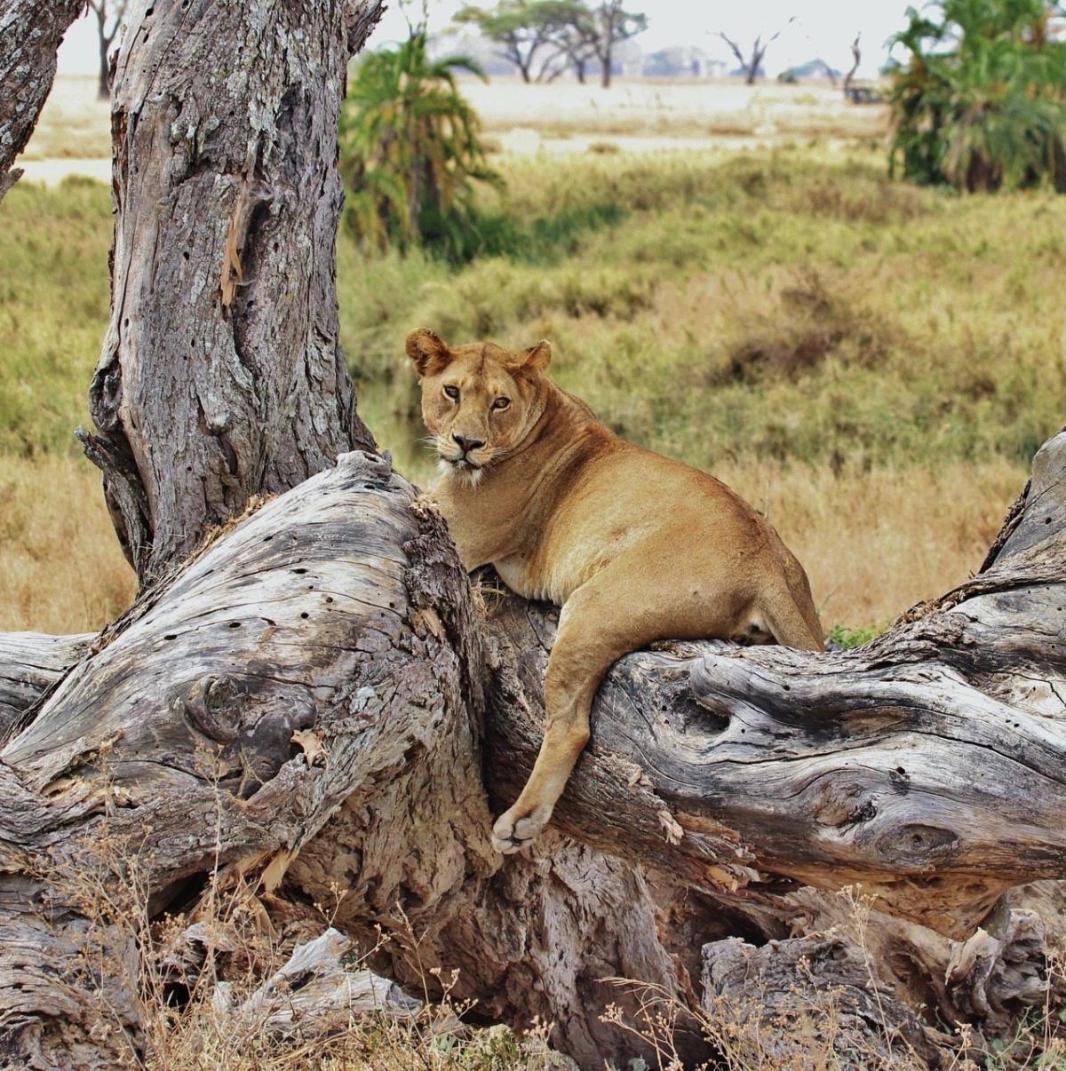 2 Day Safari: Tarangire National Park 2 Day Safari: Tarangire National Park