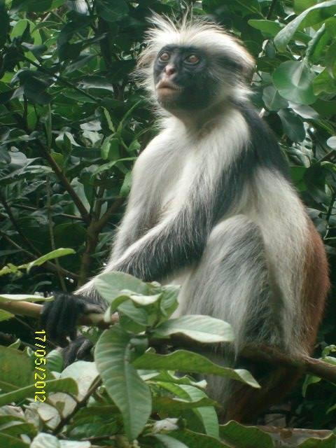 Zanzibar Environmental Society for the Protection of Animals Zanzibar Environmental Society for the Protection of Animals