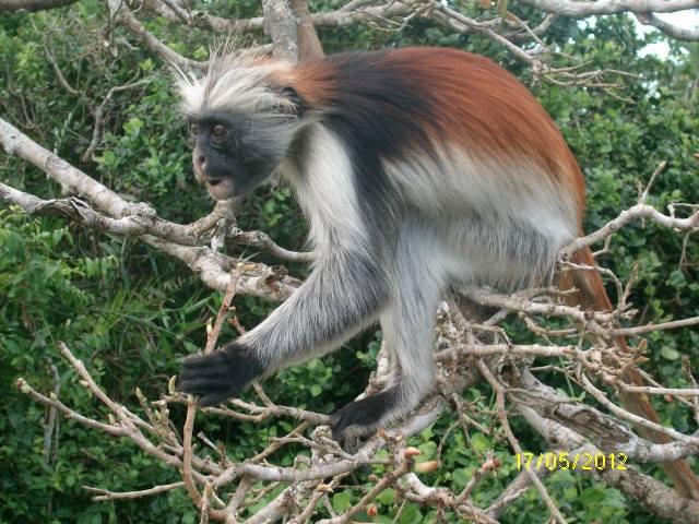 Zanzibar Environmental Society for the Protection of Animals Zanzibar Environmental Society for the Protection of Animals