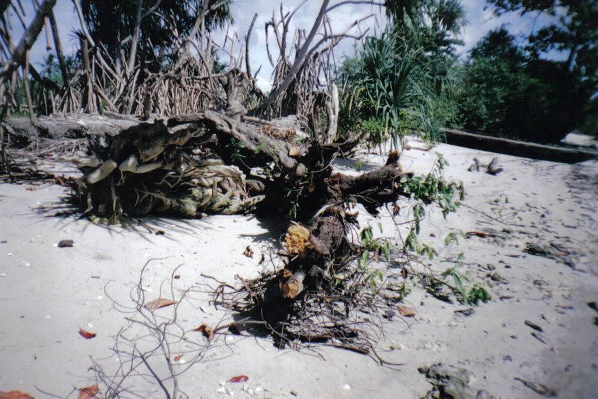 Zanzibar Environmental Society for the Protection of Animals Zanzibar Environmental Society for the Protection of Animals