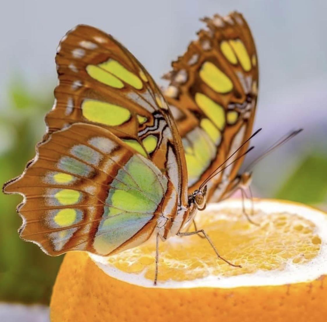Zanzibar Butterfly Centre: What to Know Before You Visit