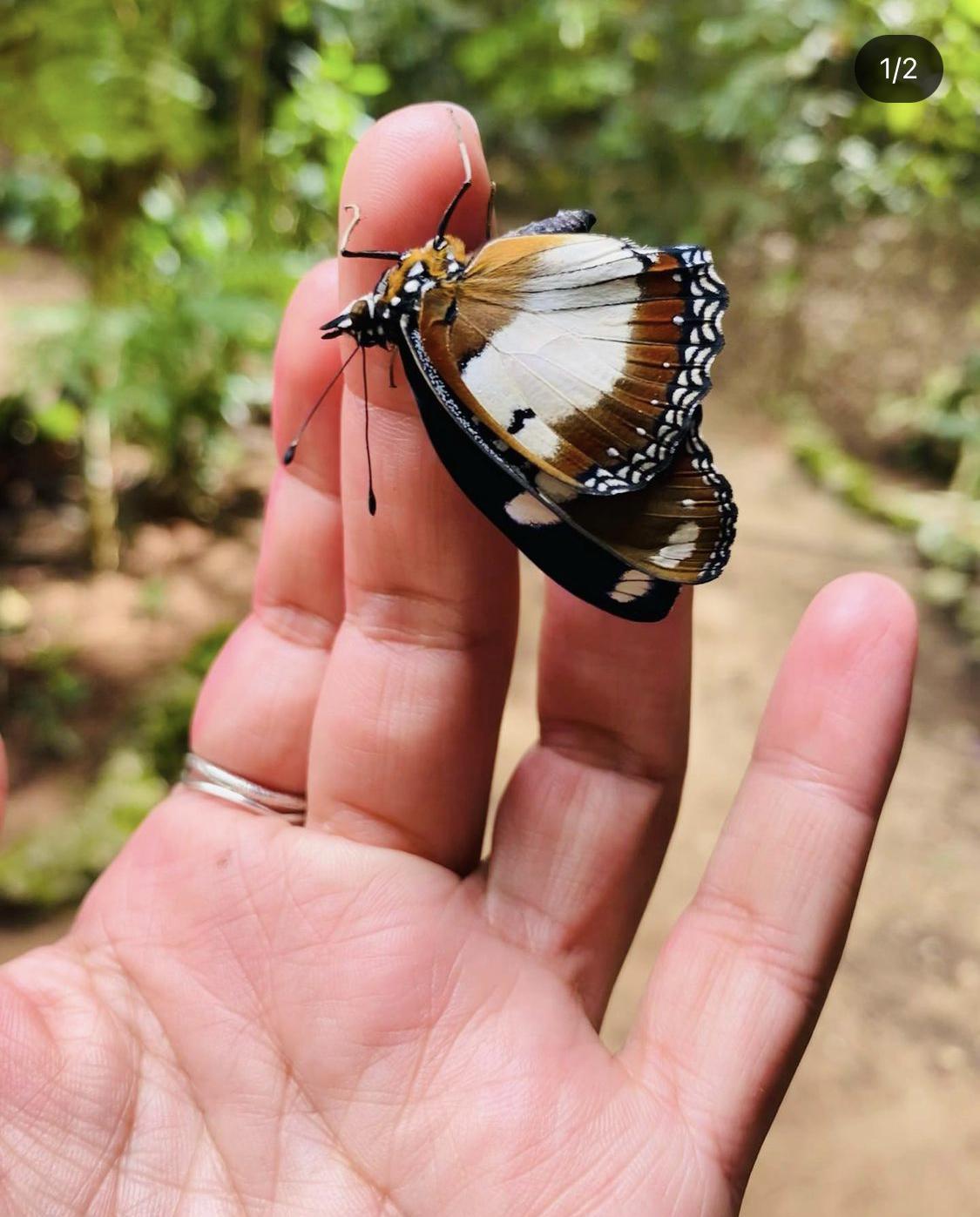 Zanzibar Butterfly Centre: What to Know Before You Visit