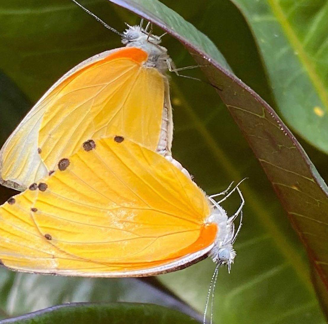 Zanzibar Butterfly Centre: What to Know Before You Visit Zanzibar Butterfly Centre: What to Know Before You Visit