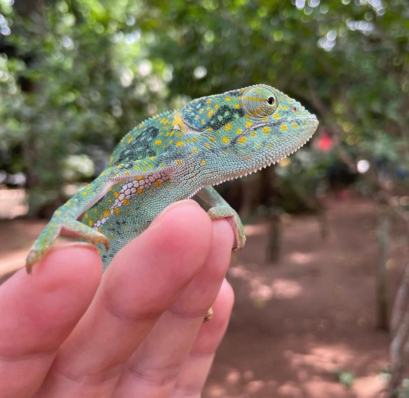 Zanzibar Butterfly Centre: What to Know Before You Visit