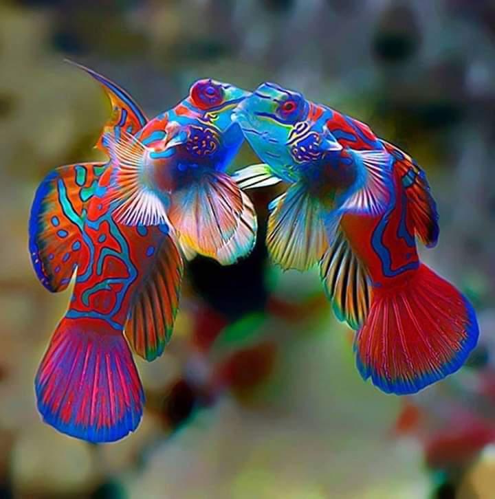 Cool Zanzibar : Diving & Snorkeling (5 Star)
