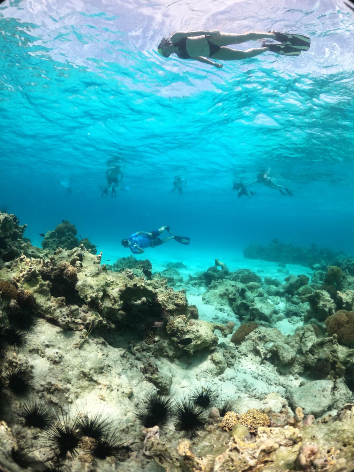 Cool Zanzibar : Diving & Snorkeling (5 Star)