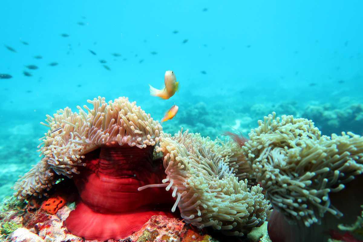 Cool Zanzibar : Diving & Snorkeling (5 Star)