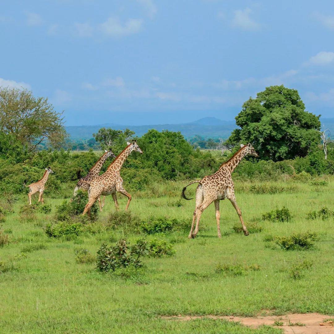 1Day SAFARI📍Mikumi National Park ▶️ $480 1Day SAFARI📍Mikumi National Park ▶️ $480
