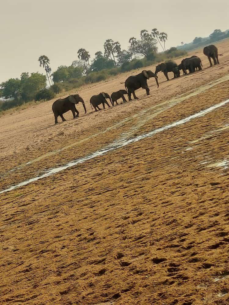 1Day SAFARI📍Mikumi National Park ▶️ $480 1Day SAFARI📍Mikumi National Park ▶️ $480