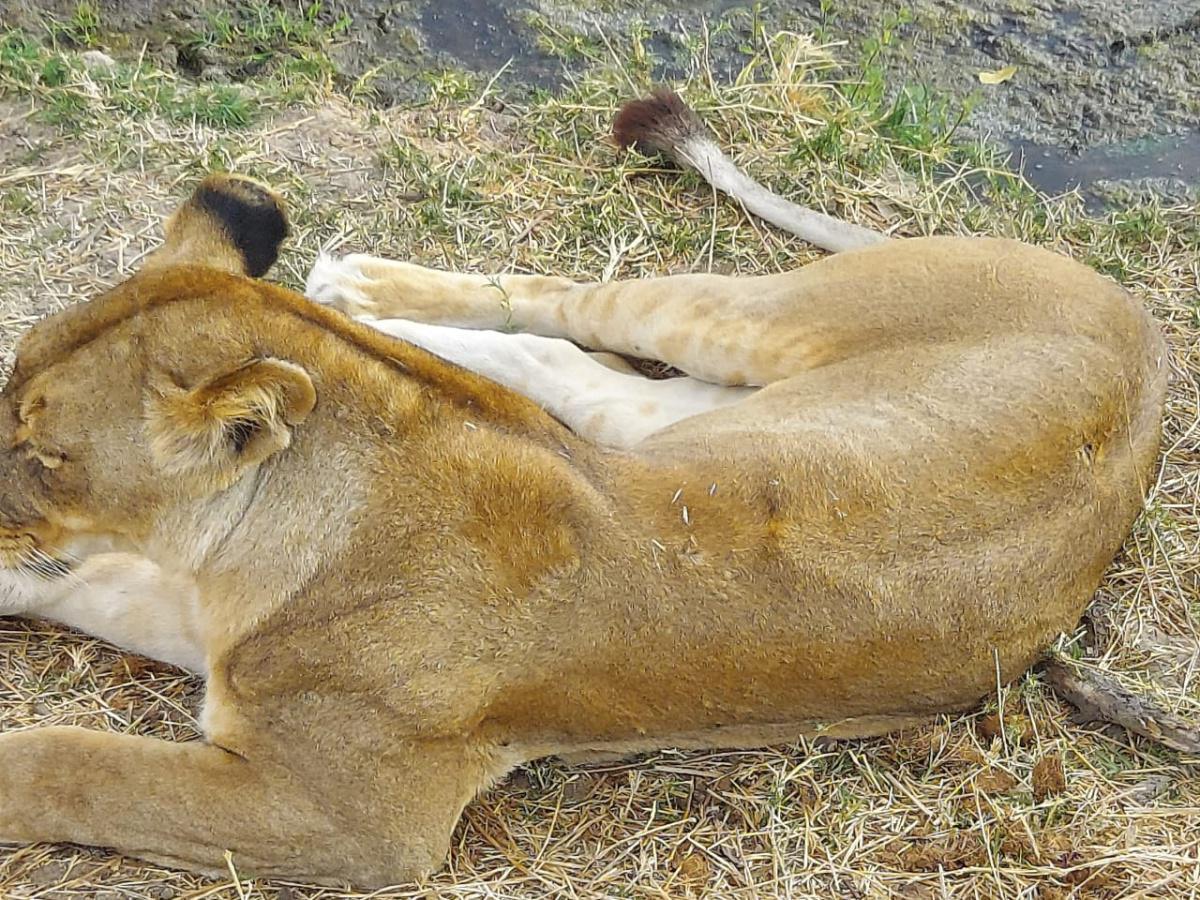 1Day SAFARI📍Mikumi National Park ▶️ $480 1Day SAFARI📍Mikumi National Park ▶️ $480