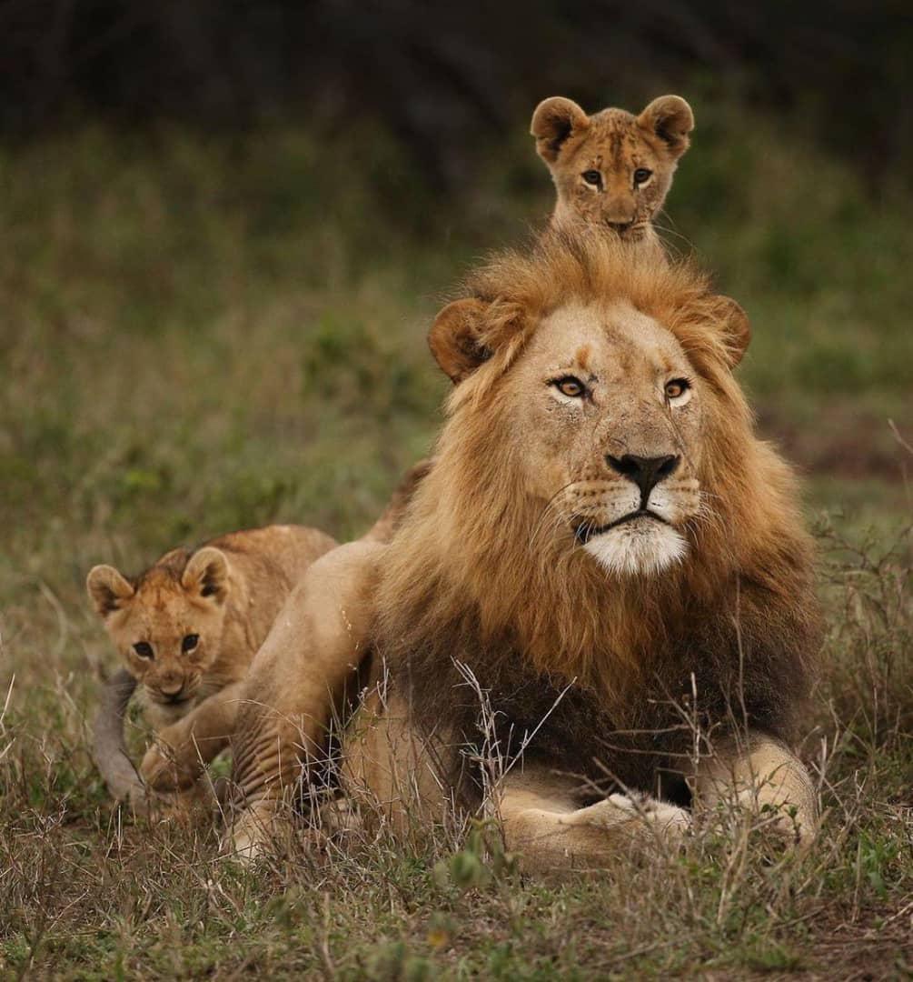 1Day SAFARI📍Selous Park ▶️ $500 1Day SAFARI📍Selous Park ▶️ $500