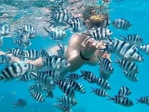 PUNGUME Sandbank & best Zanzibar coral reef 📍 Full Day ▶️$70pp PUNGUME Sandbank & best Zanzibar coral reef 📍 Full Day ▶️$70pp