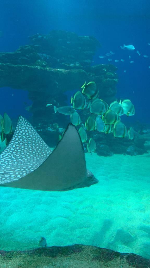 PUNGUME Sandbank & best Zanzibar coral reef 📍 Full Day ▶️$70pp PUNGUME Sandbank & best Zanzibar coral reef 📍 Full Day ▶️$70pp