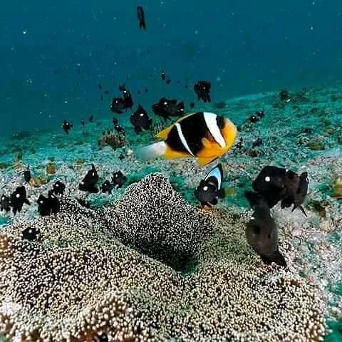 PUNGUME Sandbank & best Zanzibar coral reef 📍 Full Day ▶️$70pp PUNGUME Sandbank & best Zanzibar coral reef 📍 Full Day ▶️$70pp