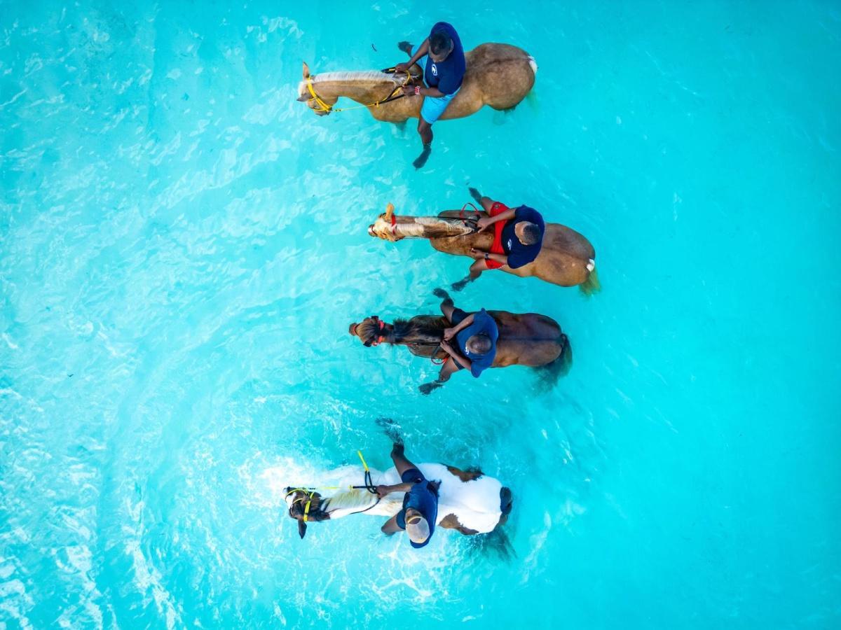 🏇🏿Horses in Zanzibar 🏇🏿Horses in Zanzibar