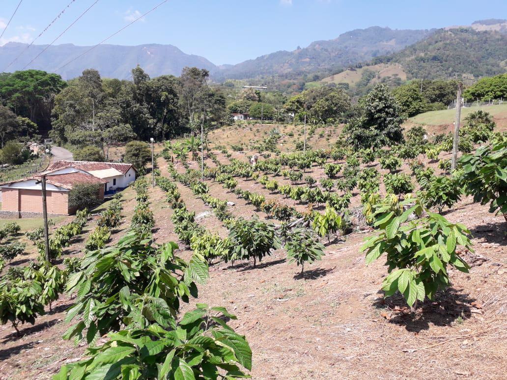 2020 año Internacional de la Sanidad Vegetal 2020 año Internacional de la Sanidad Vegetal