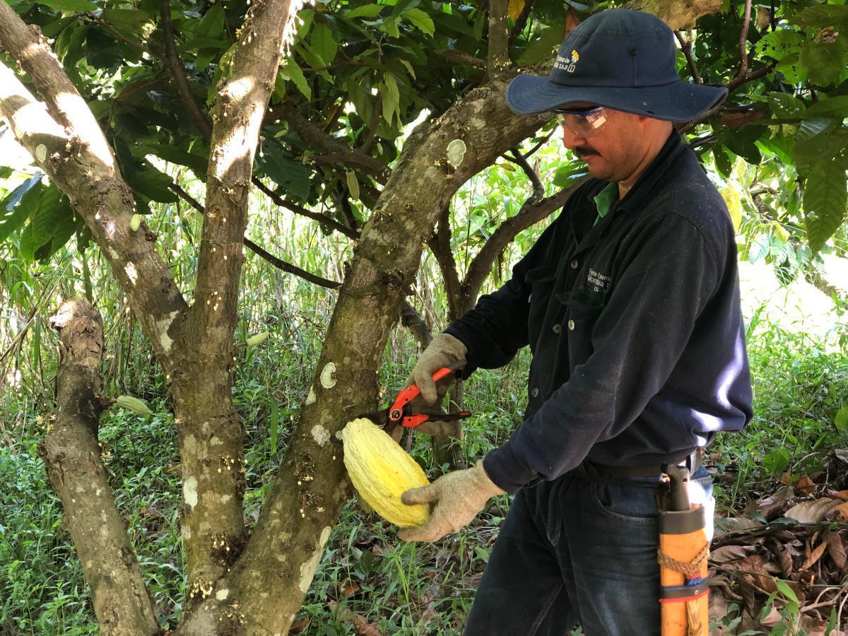 Recolección Recolección