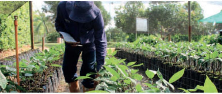 Manejo integrado de plagas y enfermedades MIPE Manejo integrado de plagas y enfermedades MIPE