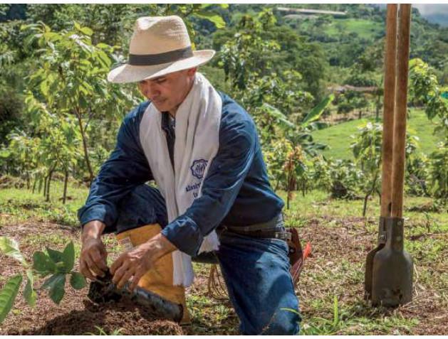 Establecimiento del cultivo Establecimiento del cultivo