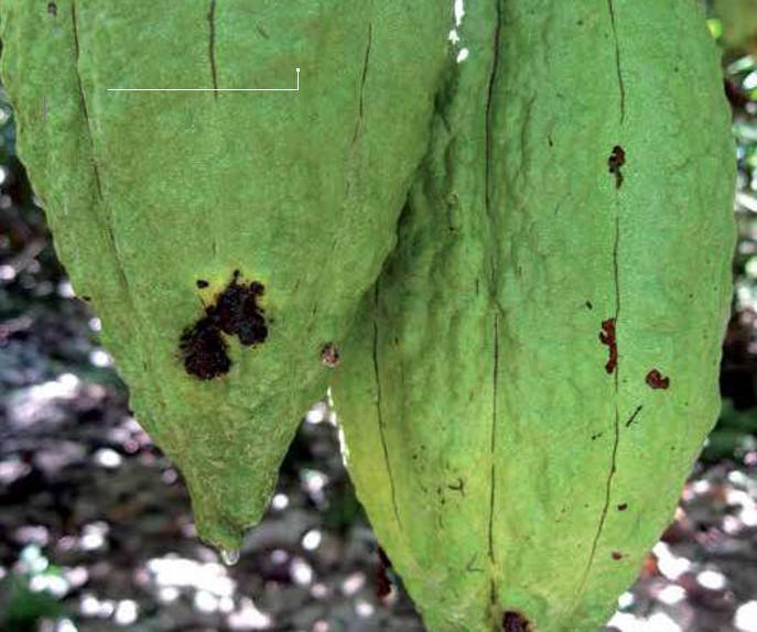 Introducción Introducción