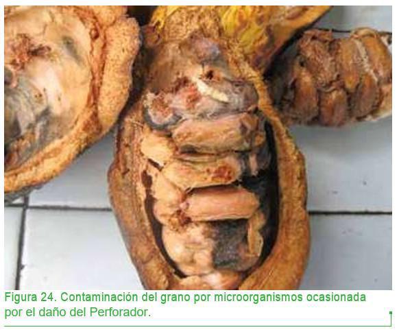 Daños e intensidad de pérdidas Daños e intensidad de pérdidas