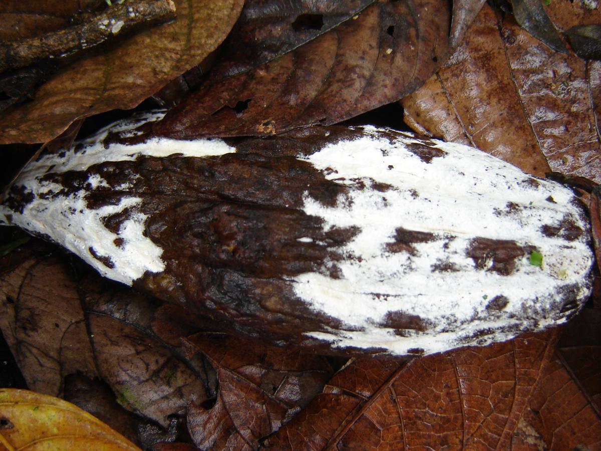 Monilia en cacao Monilia en cacao