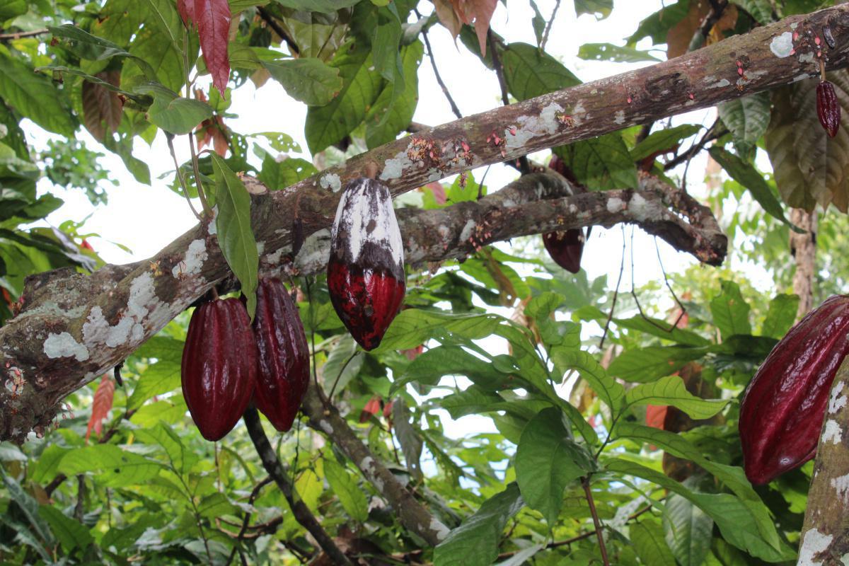 Orígenes y actualidad de la enfermedad Orígenes y actualidad de la enfermedad